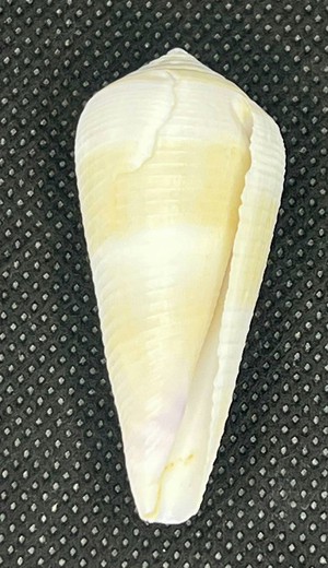 Conus Australis F. Duplicatus