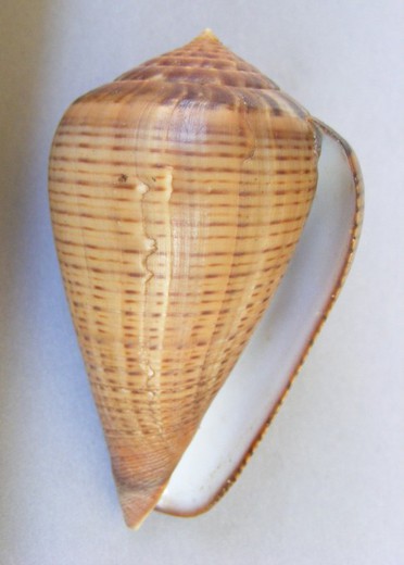 Conus betulinus