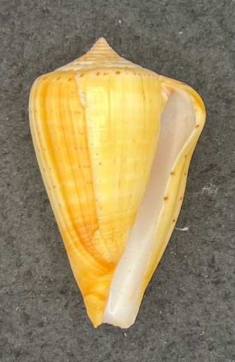 Conus betulinus