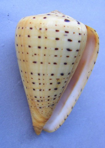 Conus betulinus zulu