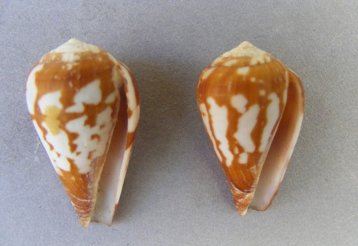 Conus bulbus