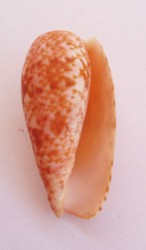 Conus bullatus