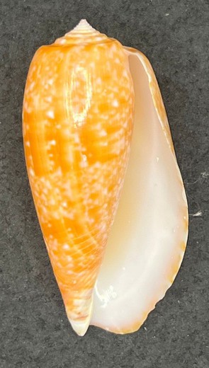 Conus bullatus