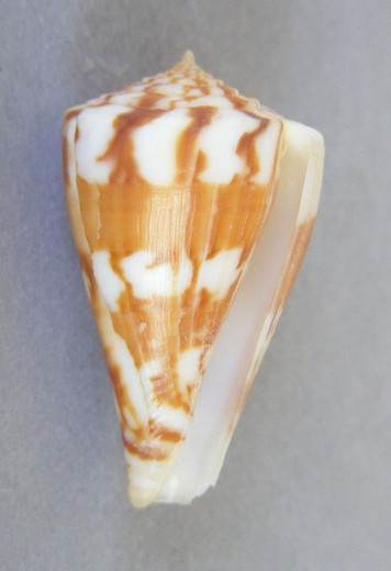 Conus capitanellus