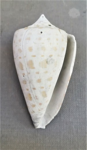 Conus cherokus (Gasterópodo)