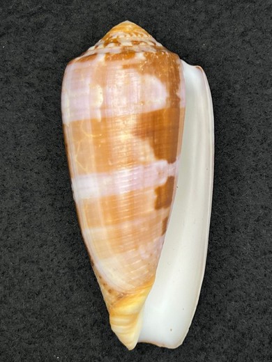 Conus circumcissus