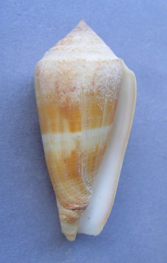 Conus consors daullei