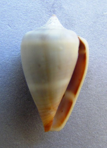 Conus crotchii