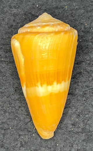 Conus daucus