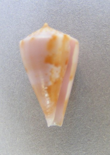 Conus dayriti