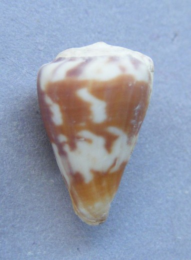 Conus decoratus