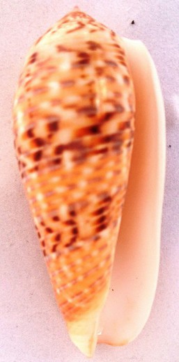 Conus dusaveli