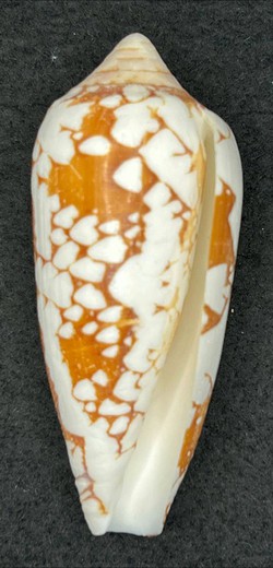 Conus episcopatus