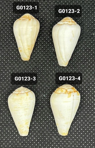 Conus Filmeri