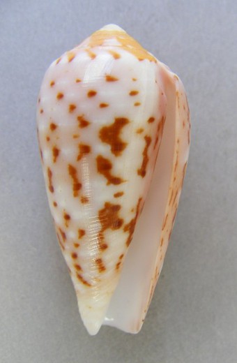 Conus floccatus