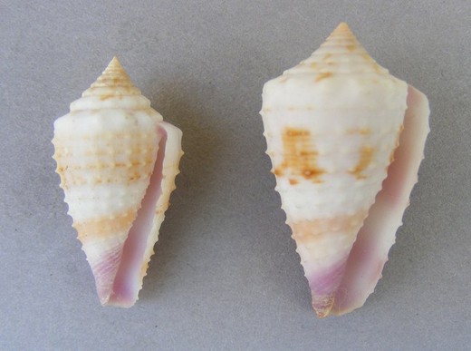 Conus floridulus