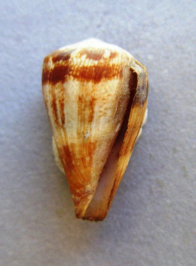 Conus fontonae