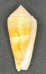 Conus Furvus Furvus