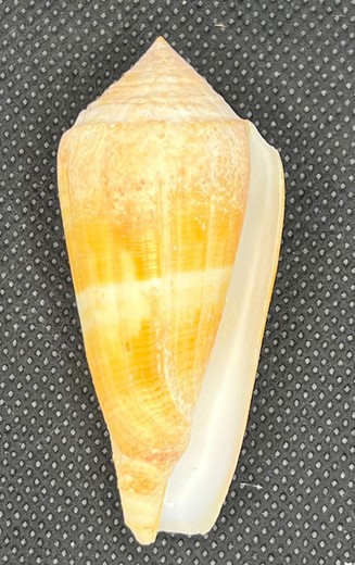 Conus Furvus Furvus