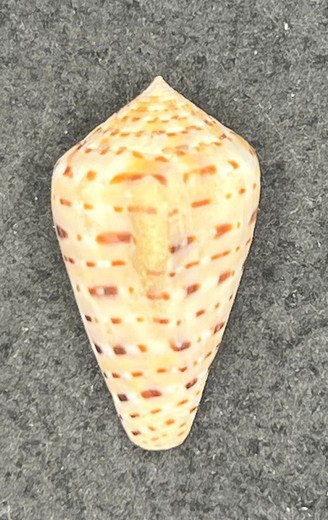 Conus genuanus