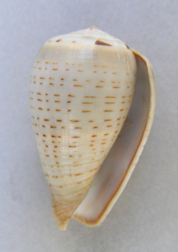 Conus glaucus