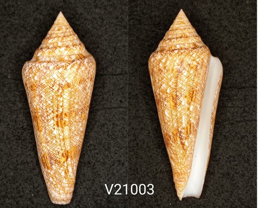 Conus Gloriamaris