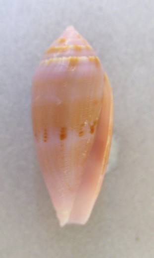 Conus granum