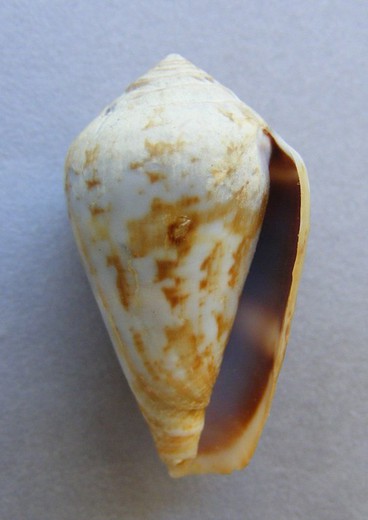 Conus guanche