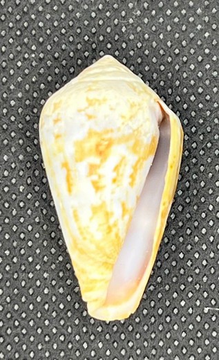 Conus Guanche