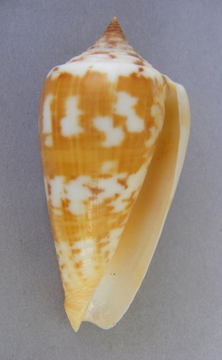 Conus janus