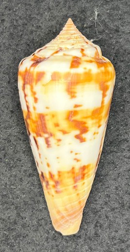 Conus Janus