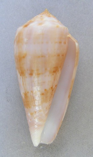 Conus kinoshitai