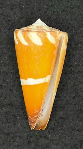 Conus litoglyphus