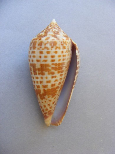 Conus lynceus