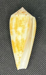 Conus Magus