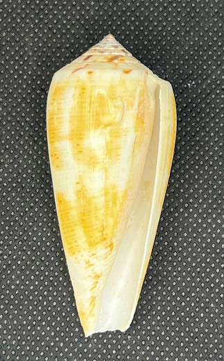 Conus Magus