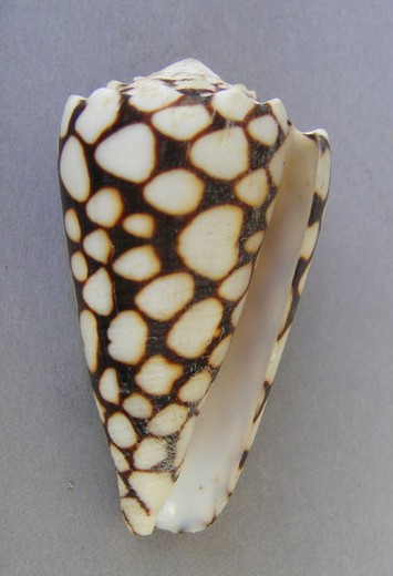 Conus marmoreus