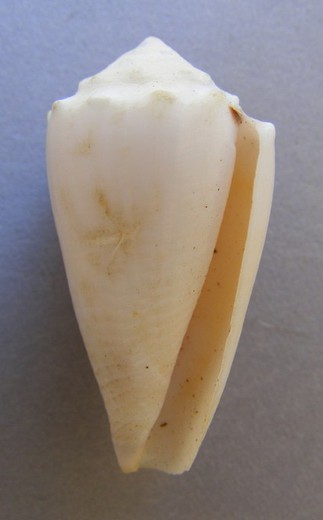 Conus marmoreus f. suffusus