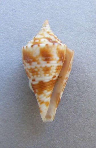 Conus memiae