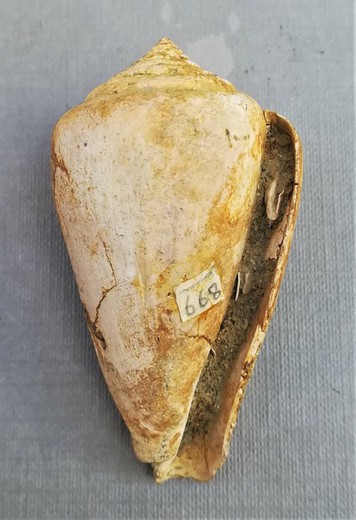 Conus mercati (Gasterópodo)