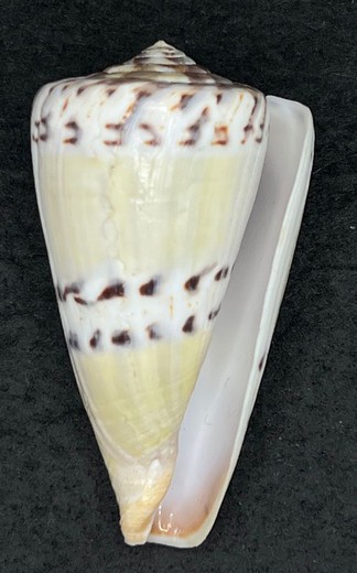 Conus Mustelinus