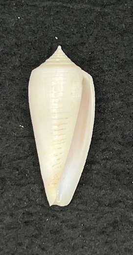 Conus oishii