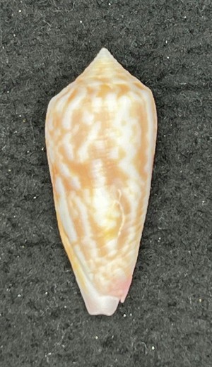 Conus oishii