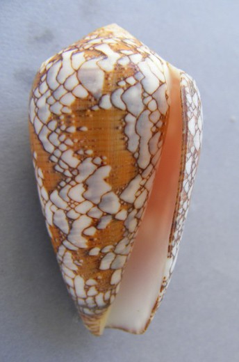 Conus pennaceus f. behelokensis