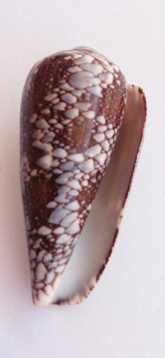 Conus pennaceus f. praelatus