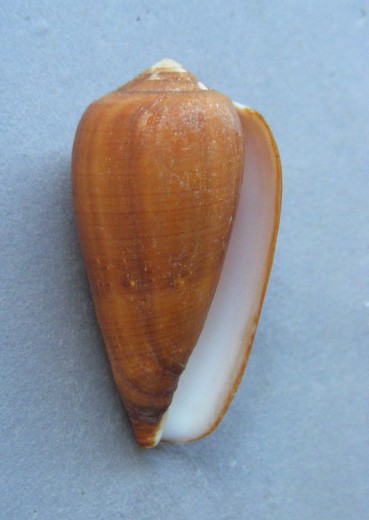 Conus pennaceus vezoi