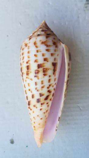 Conus phuketensis