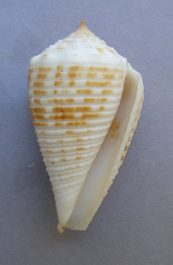 Conus rolani