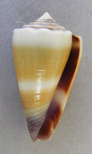 Conus sugillatus