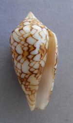 Conus textile f. scriptus